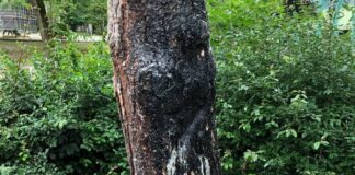 Die Brandspuren an dem Baum sind deutlich erkennbar. Foto: Polizei