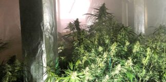 Cannabis-Plantage entdeckt: Ein Brand hatte die Polizei auf die Spur von zwei Verdächtigen geführt. Foto: Polizei