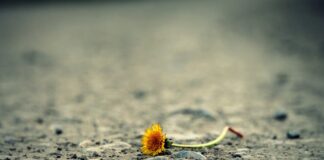 Eine Blume liegt auf dem Asphalt. Foto: pixabay/symbolbild