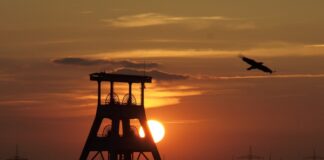 Ein Zeche vor der Abendsonne. Foto: pixabay/wilhei/symbolbild