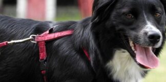 Ein Border Collie an einer Leine. Foto: pixabay/symbolbild