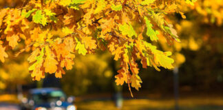 Im Herbst sind Anwohner dazu verpflichtet, das Laub von Straßenbäumen zu entfernen. Dafür stellt die Stadt Laubsäcke zur Verfügung. Foto: Pixabay
