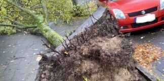 Ein entwurzelter Baum liegt auf dem Boden. Foto: Feuerwehr Ratingen