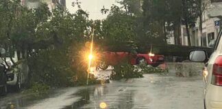 Ein Baum liegt quer über der Fahrbahn. Foto: Feuerwehr Ratingen