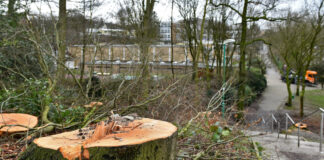 Die Altbuchen im Offerbusch sind durch Trockenheit nachhaltig geschädigt und werden nach und nach entfernt. Als Verbindungsweg zwischen Gesamtschule (im Hintergrund) und Innenstadt wird das kleine Waldstück viel genutzt. Foto: Mathias Kehren