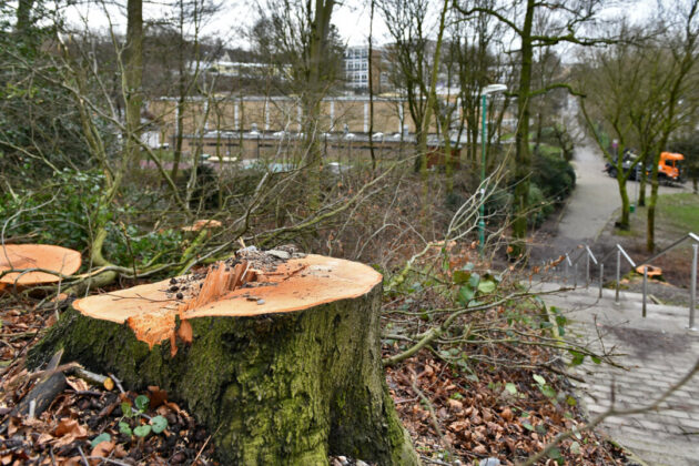 Die Altbuchen im Offerbusch sind durch Trockenheit nachhaltig geschädigt und werden nach und nach entfernt. Als Verbindungsweg zwischen Gesamtschule (im Hintergrund) und Innenstadt wird das kleine Waldstück viel genutzt. Foto: Mathias Kehren