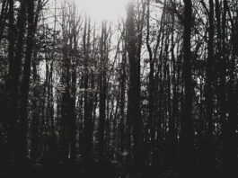 Unwetter Wald