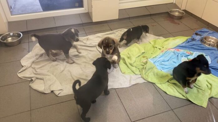 Insgesamt zehn Hundebabys hat die Polizei bei einem Einsatz gegen den illegalen Welpenhandel befreit. Foto: Polizei Essen/dpa