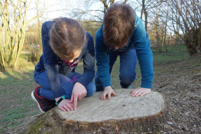 27 Jahresringe zählten die Kinder - kein Alter für einen Baum. Foto: Privat