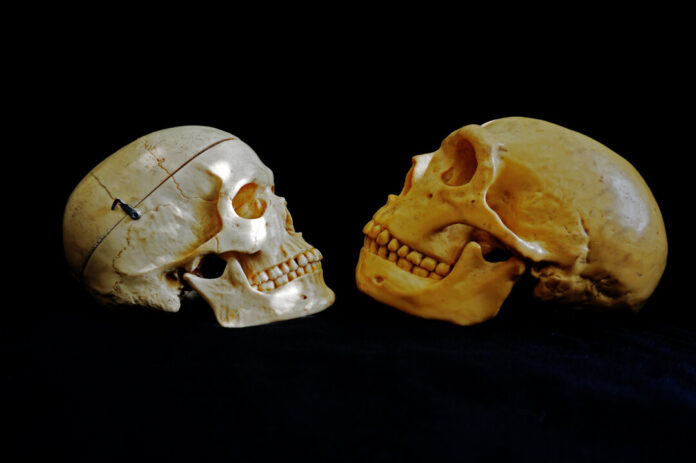 Schädel im Vergleich: Homo sapiens und Neanderthaler. Foto: Neanderthal-Museum