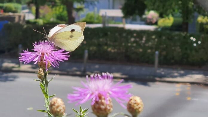 Ein Schmetterling auf Nahrungssuche. Foto: Volkmann
