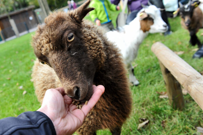 Der Streichelzoo ist eine besonders beliebte Attraktion im Herminghauspark. Foto: Mathias Kehren