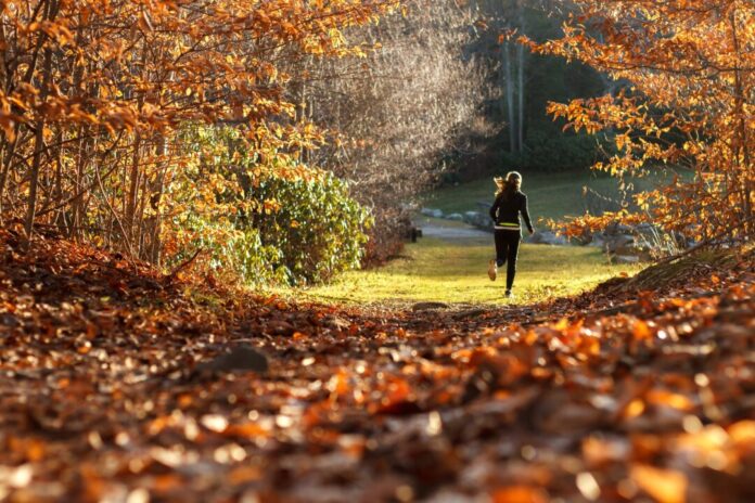 Der Wald ist das "Fitnessstudio" direkt vor der Tür. Foto: pixabay