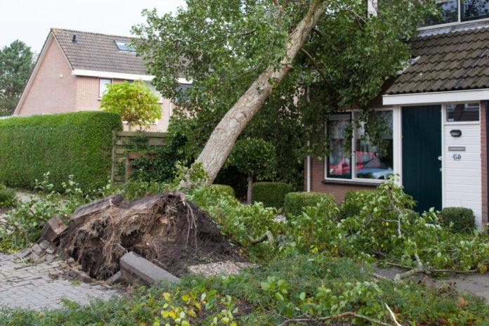 Ein umgestürzter Baum. Foto: VZ NRW/adpic