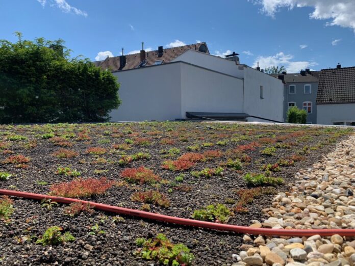 Rund sechs Wochen nach der Begrünung sprießen auf dem einst tristen Garagendach die ersten Pflanzen. Foto: Frank Sandlöbes