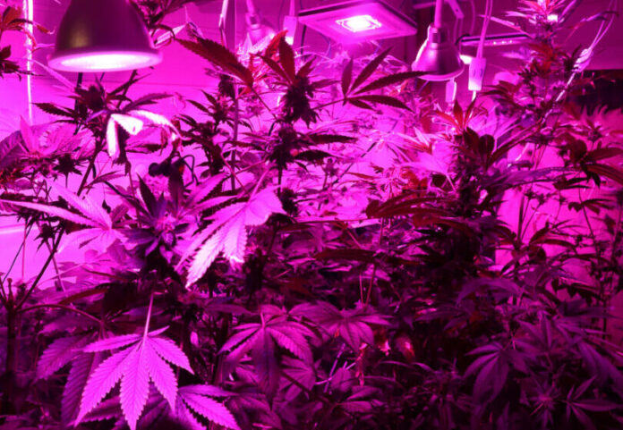 Die Polizei stellte insgesamt 31 Cannabispflanzen sicher. Foto: Polizei