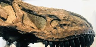 Der Ausschnitt eines Dino-Schädels. Foto: Sandra Sorgenicht/Ruhr-Museum