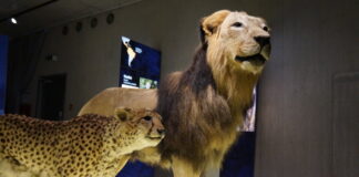 Gepard und Löwe im Museum. Foto: Neanderthal-Museum