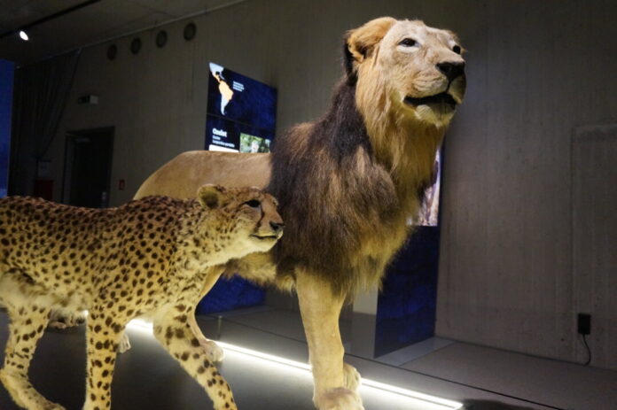 Gepard und Löwe im Museum. Foto: Neanderthal-Museum