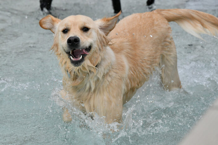 Viele Hunde mögen das kühle Nass. Das Wellenbecken im Freibad ist Dank eines flachen Einstiegs ideal geeignet. Foto: Mathias Kehren
