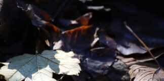 Laub liegt auf dem Boden. Foto: Volkmann