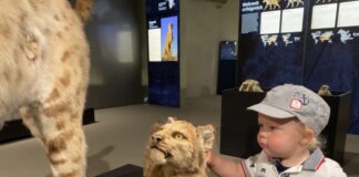 Ein kleiner Junge mit einer kleinen Katze: Im Museum läuft die Sonderausstellung "Cats". Foto: Museum