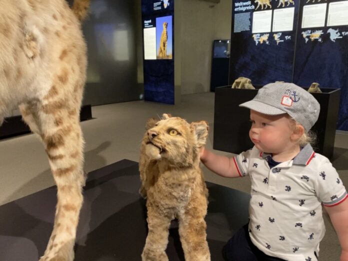 Ein kleiner Junge mit einer kleinen Katze: Im Museum läuft die Sonderausstellung "Cats". Foto: Museum