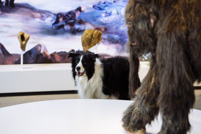 „DoggyTour“ und „DoggyDay“ finden im Neanderthal-Museum wieder statt. Foto: Museum