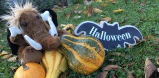 Mammut Tinka mag Kürbisse und Halloween. Foto: Museum