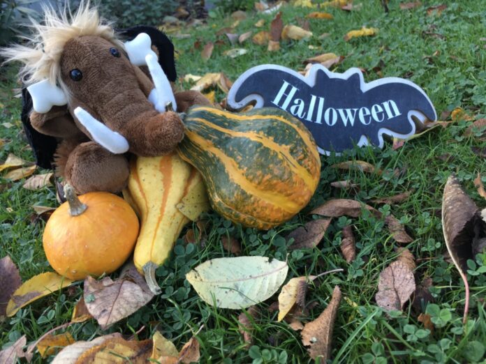 Mammut Tinka mag Kürbisse und Halloween. Foto: Museum
