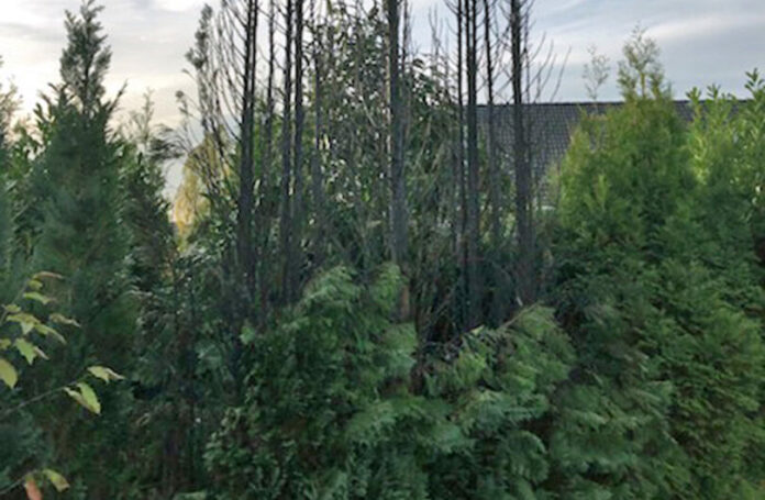 Am Montagnachmittag kam es zu einem Heckenbrand bei dem auch mehrere Bäume betroffen waren. Die Polizei ermittelt und bittet um Zeugenhinweise. Foto: Polizei