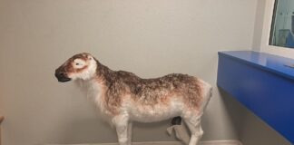 Die Polizei sucht nach dem Besitzer der Rentier-Figur. Foto: Bundespolizei