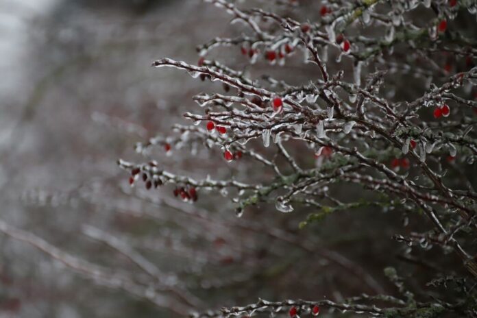 Der Wetterdienst warnt vor Frost. Foto: Volkmann