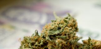 Cannabis und Alkohol werden von Jugendlich häufiger konsumiert als Zigaretten. Foto: pixabay
