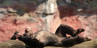 In der Zoom-Erlebniswelt in Gelsenkirchen bereiten sich Mensch und Tier auf den Start in den Frühling vor. Foto: ZOOM Erlebniswelt