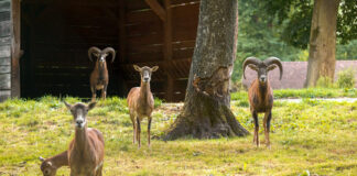 Die Suche wird vom Förderverein Wildgatter Essen Heissiwald organisiert, der sich auch um die Tiere im Wildgehege kümmert. Foto: Wildgatter Essen Heissiwald e.V./Hanne Brandt