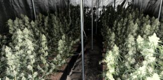Die Polizei stellte rund 1.700 Cannabis-Pflanzen in Velbert sicher. Foto: Polizei