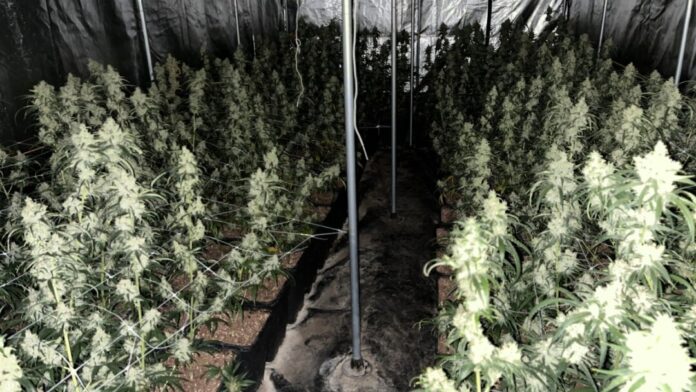 Die Polizei stellte rund 1.700 Cannabis-Pflanzen in Velbert sicher. Foto: Polizei