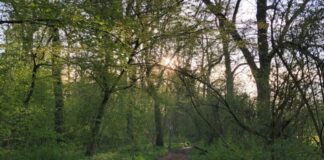 Am Samstag geht es durch den Auenwald. Foto: Anna-Lena Weber