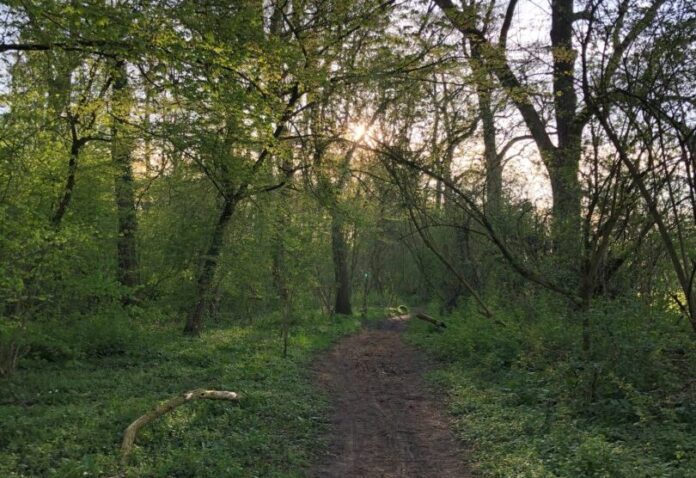 Am Samstag geht es durch den Auenwald. Foto: Anna-Lena Weber