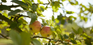 Äpfel hängen an einem Baum. Foto: Thomas Lison