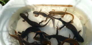 Im Biotop Cromford sind alle vier vorkommenden Molcharten heimisch. Foto: Norbert Tenten