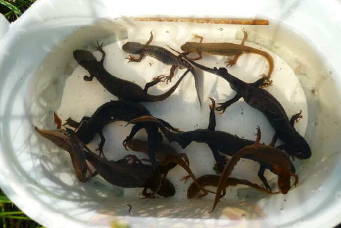 Im Biotop Cromford sind alle vier vorkommenden Molcharten heimisch. Foto: Norbert Tenten