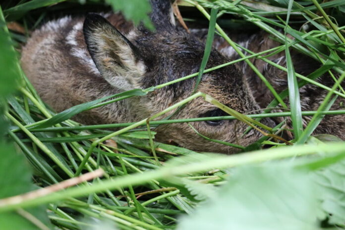 Derzeit werden Kitze und anderes Jungwild gesetzt, sie sind durch die gleichzeitige Wiesenmahd in Gefahr. Foto: Landesjagdverband NRW / S. Dey