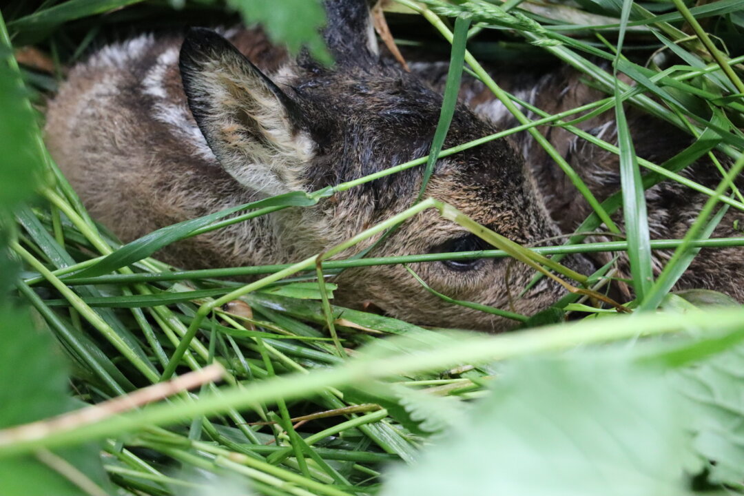 Derzeit werden Kitze und anderes Jungwild gesetzt, sie sind durch die gleichzeitige Wiesenmahd in Gefahr. Foto: Landesjagdverband NRW / S. Dey