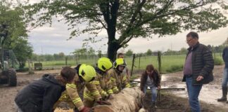 Das Pferd steckte mit dem gesamten Bein in der Erde fest und musste befreit werden. Foto: Feuerwehr Ratingen