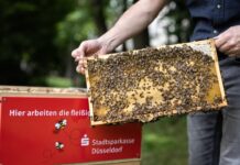 Bienen sind fleißig - und wichtig für ein intaktes Ökosystem. Foto: Stadtsparkasse Düsseldorf