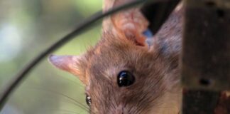 Ratten hatten sich in der Kita den Weg im den Bereich zwischen Dach und abgehängter Decke gebahnt - letztlich wurde der Befall entdeckt. Foto: pixabay