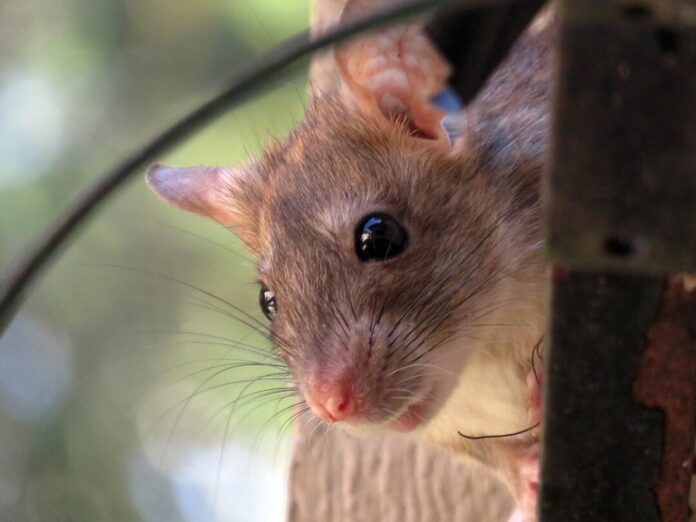 Ratten hatten sich in der Kita den Weg im den Bereich zwischen Dach und abgehängter Decke gebahnt - letztlich wurde der Befall entdeckt. Foto: pixabay