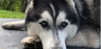 Allein zu Hause ist Balou nur ungern. Foto: privat